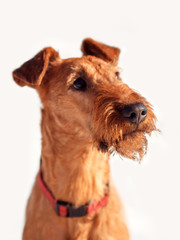 The Irish Terrier close up looking up