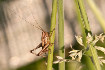 Grashüpfer