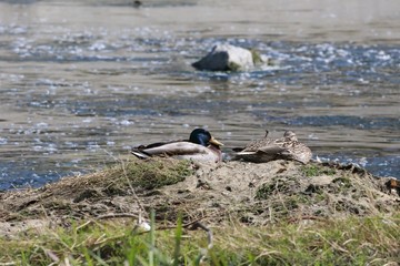 male and female ducks subathing on island
