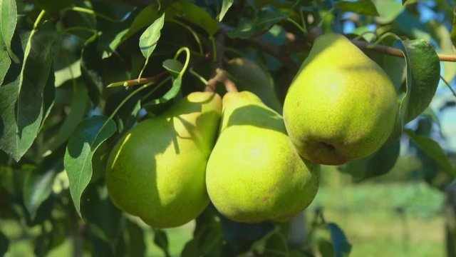 Closeup of ripe juicy pears on a tree in the garden during the summer sunny day