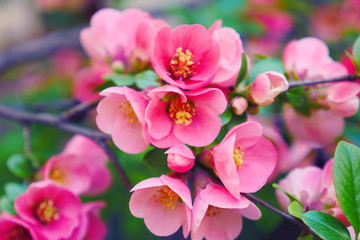Naklejka na ściany i meble Pink flowers blooming in springtime. Macro scene of blooming pink tree against green leaves background. 