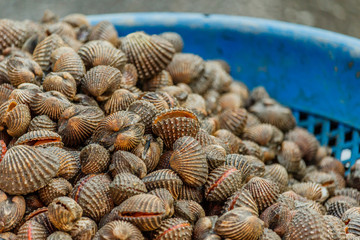 Selling fresh Blood Cockle on the local market in thailand.