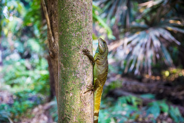 Agamidae animal wildlife, The big cute chameleon on the tree.