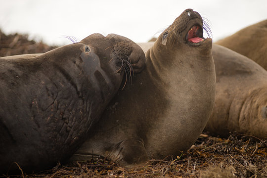 Large Elephant Seal Male Chooses Female During Mating Season