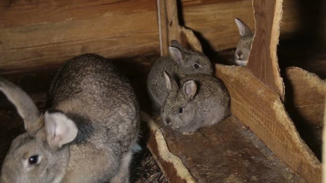 A group of young rabbits in the hutch