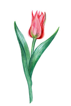 Tulip drawing by watercolor on white background.
