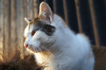 Eine Katze genießt den Sonnenuntergang auf der Terasse