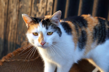 Katze im Sonnenuntergang