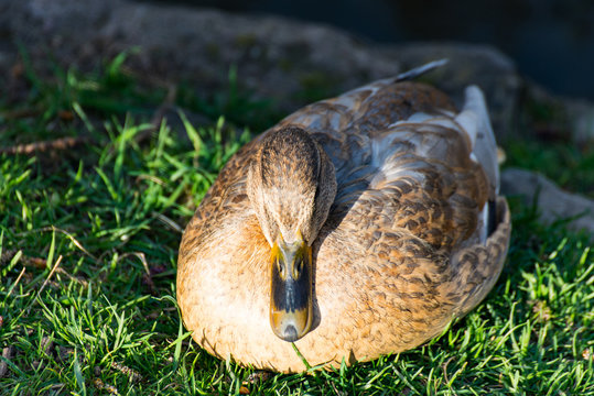 A Duck sitting on the meadow beside the stream and resting