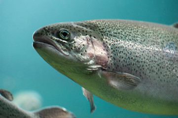Obraz premium Rainbow trout (Oncorhynchus mykiss) close-up under water 