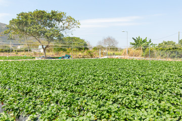 Fototapeta na wymiar Green strawberry farm