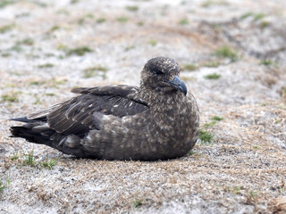 Brown skua, Stercorarius antarcticus is intrusive predator Falklands / Malvinas
