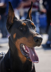 Portrait of doberman