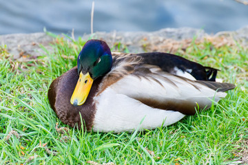 A Drake sits on the meadow beside the stream and rests