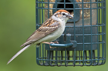 sparrow feeding