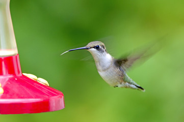 hovering hummingbird with tounge