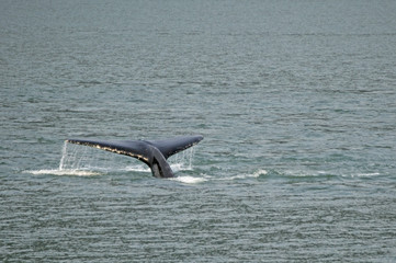 Alaskan whale fluke