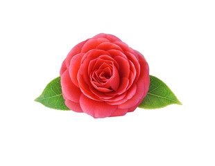 Obraz premium Kamelia, na białym tle. Wiosenny japoński kwiat o nasyconej czerwieni. Modna przypinka Camellia, broszka, naklejka, naszywka. Wszystkie elementy są izolowane i można je edytować.