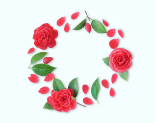 Frame of red Camellia flowers, leaves and red petals on white background. Flat lay, top view. Frame of spring flowers. Isoleted.  Camellia brooch, sticker, patch