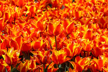 Orange tulips in tulip garden