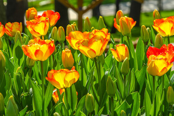 Yellow Tulips