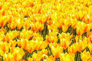 Yellow Tulips