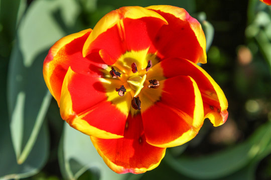 A red and yellow tulip