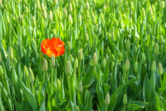 Red tulip standing in green not oppened field