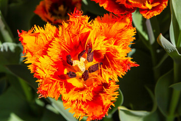 Top view of a orange tulip