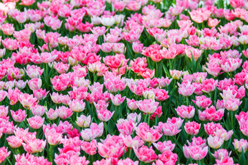 Pink tulips in a garden
