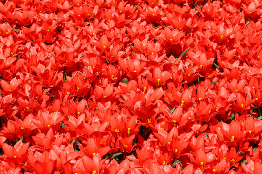 Only red shiny tulips