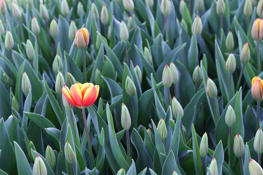 Red and yellow lonly tulip