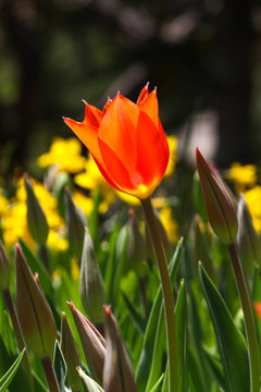 Red tulip under the sun