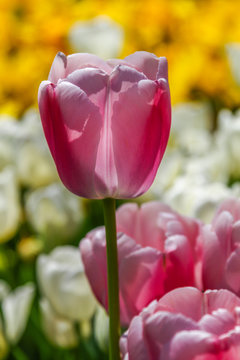 Purple tulip under the sun