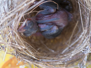 Baby Flapper Bird Sleeping in The Nest