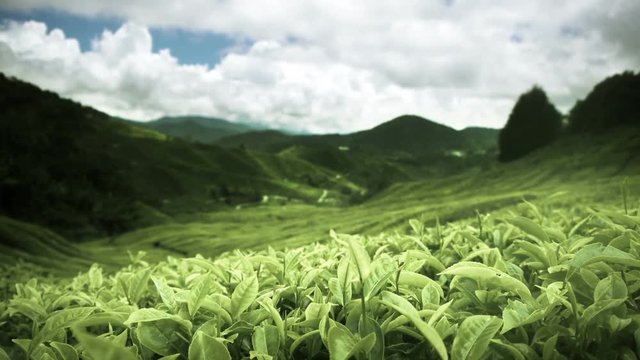 Tea plantation Cameron highlands, Malaysia