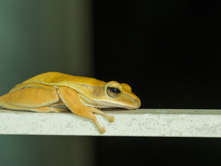 Golden Tree Frog Perched on White Iron