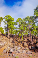 Fototapeta na wymiar Teide National Park in Tenerife, Spain. pine forest on lava rocks. trees growing on lava.