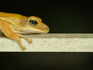 Golden Tree Frog Perched on White Iron