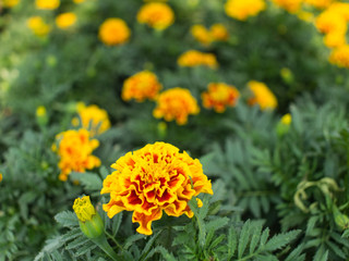 Yellow Red Calendula Blooming