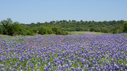 Road in Texas with bluebonnets