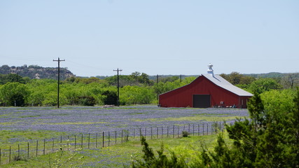 Red Barn in field of Texas Bluebonnets