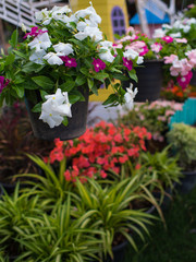 Fototapeta na wymiar White Vinca Flowers Hanging