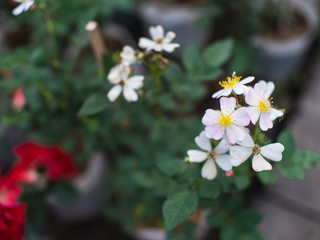 Naklejka premium Yellow Pollen of White Flower Blooming
