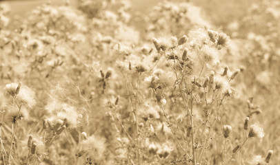 Vintage style background of sow thistle seed heads