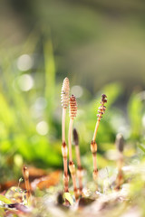 草むらのツクシ