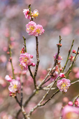 Pink sakura cherry blossom close-up