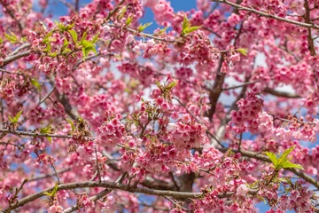Foto op Plexiglas Kersenbloesem Pink sakura cherry blossom close-up