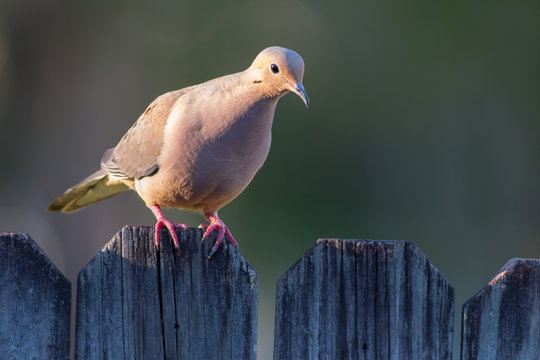 Mourning Dove on a wooden fence. - Powered by Adobe