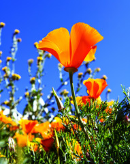 Antelope Valley, California Poppy Bloom April 1, 2017